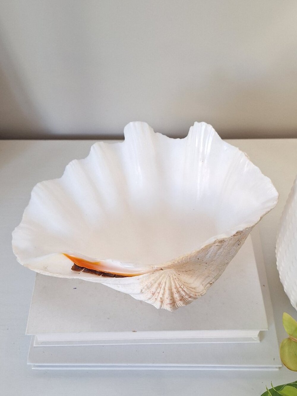 Giant real seashell clam sea shell extra large